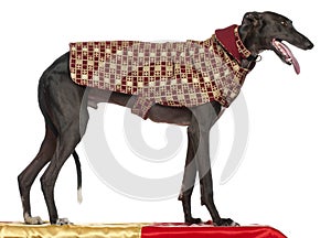 Galgo EspaÃ¢ËÅ¡ÃÂ±ol, 3 years old, standing on table photo